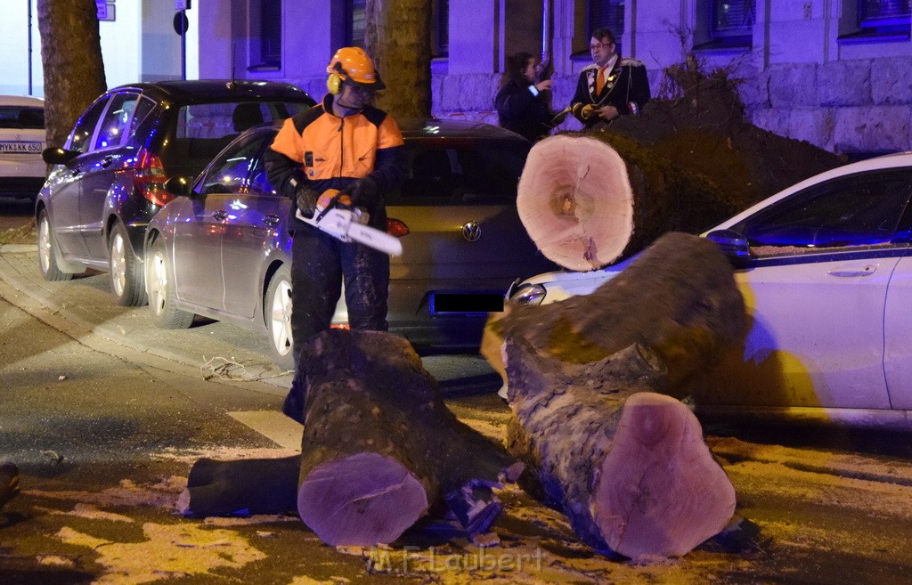 Baum auf PKWs Koeln Mitte Rheinuferstr Goldgasse P087.JPG - Miklos Laubert